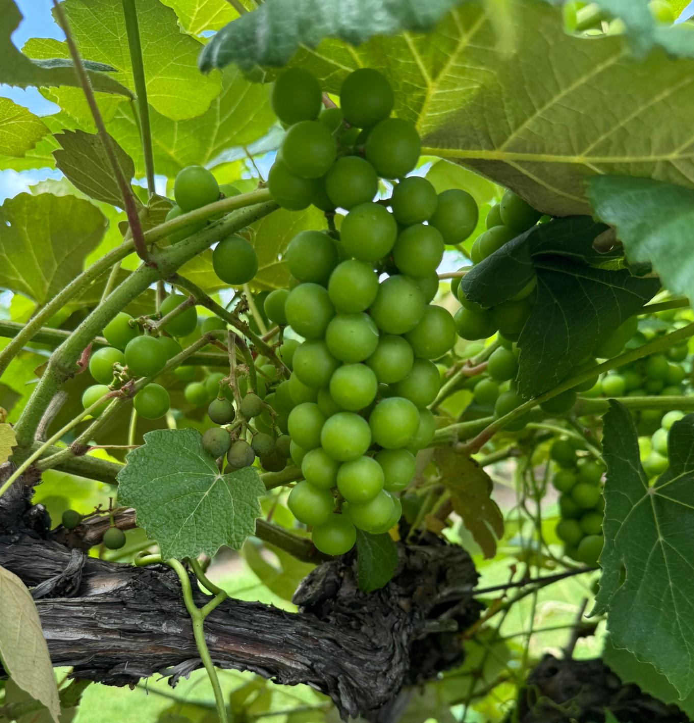 Fredonia grapes growing on a vine.